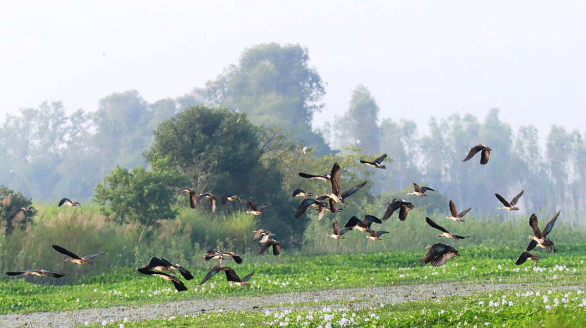 साइबेरियाका चरा कैलाली–कञ्चनपुरमा आइपुगे