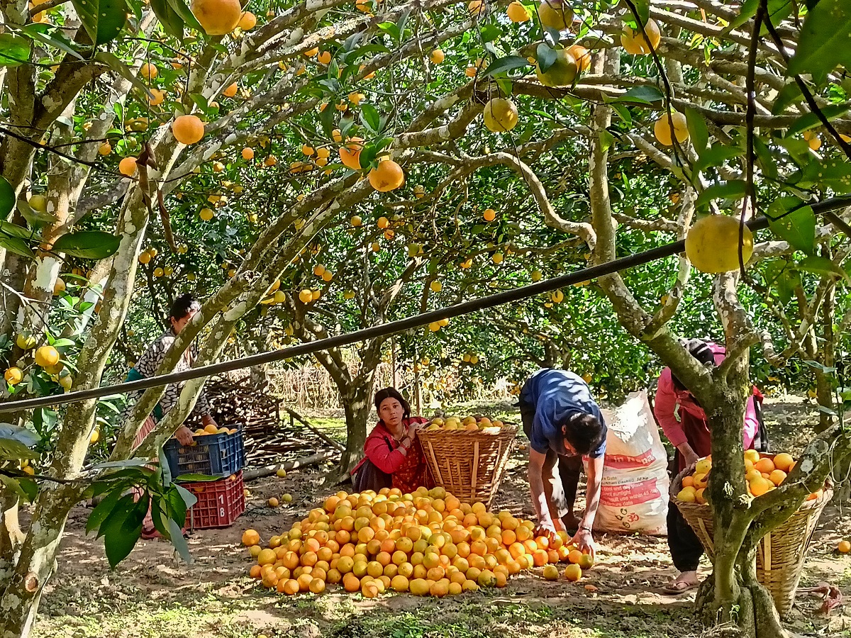 जुनारले बढायो समृद्धिको यात्रा