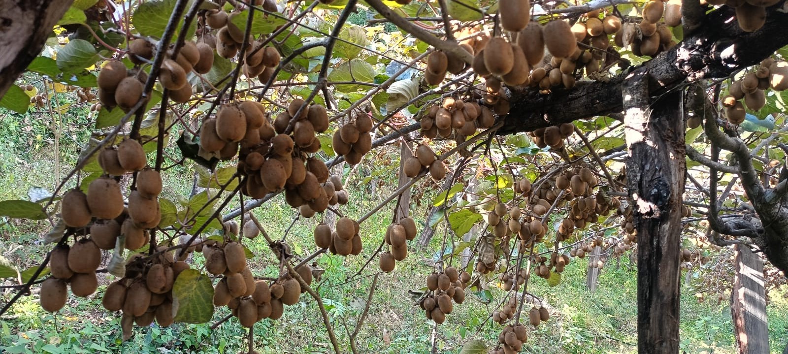 किबी खेतीबाट वार्षिक १० लाख आम्दानी