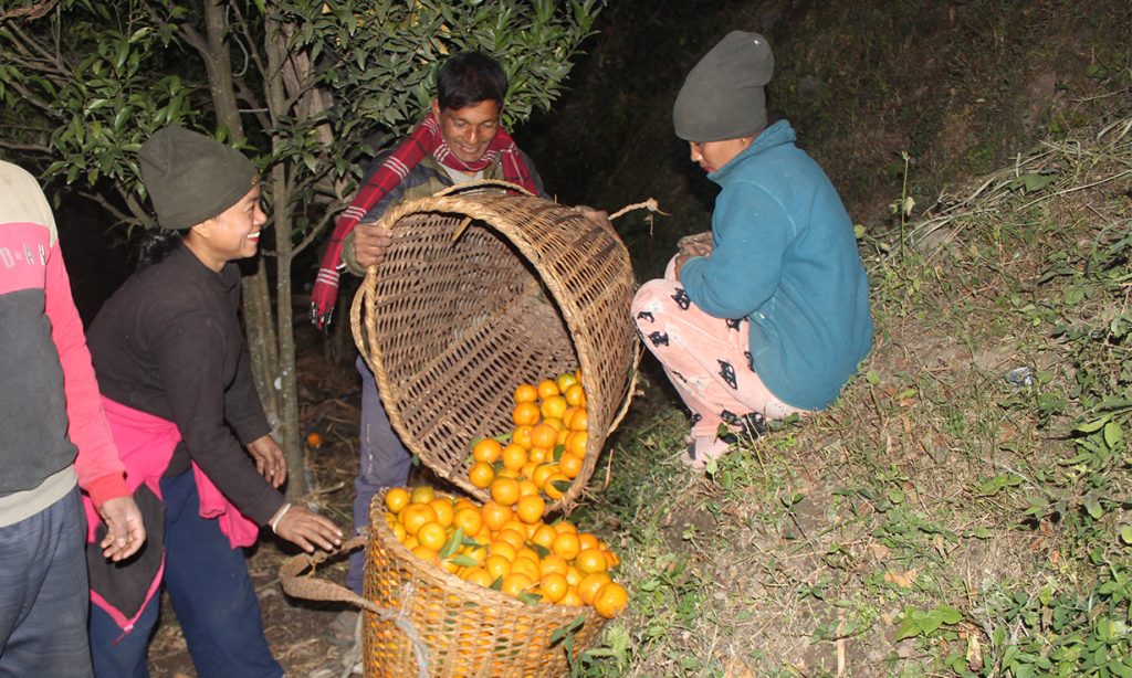 म्याग्दीमा सुन्तला बिक्री गर्न बजार खोज्नुपर्ने झन्झट हट्यो