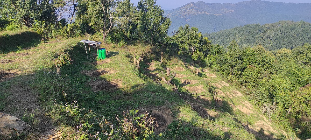 सुन्तलाखेतीतर्फ आकर्षण बढ्दै