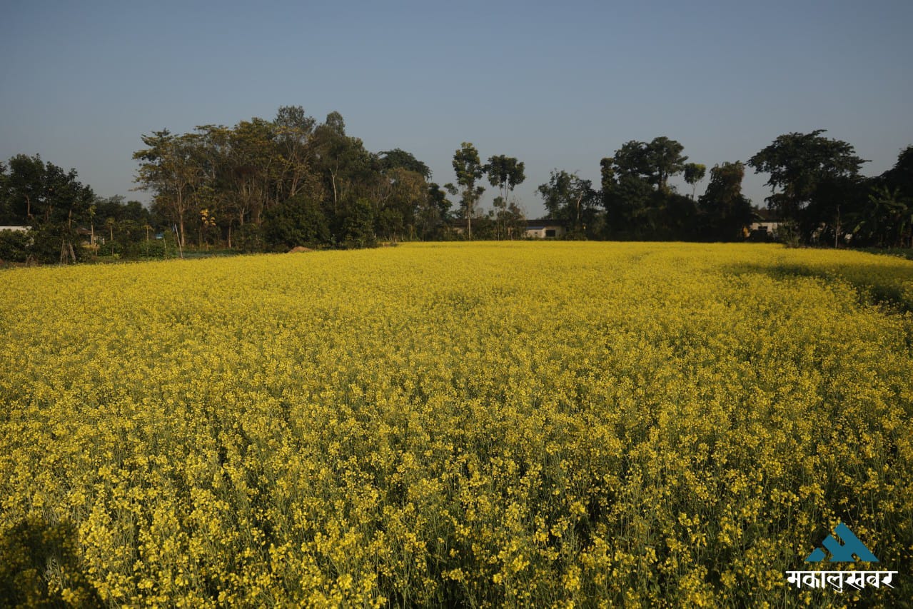 तोरी फुलेसँगै पहेँलपुर बन्यो सौराहा (तस्बिरहरू)