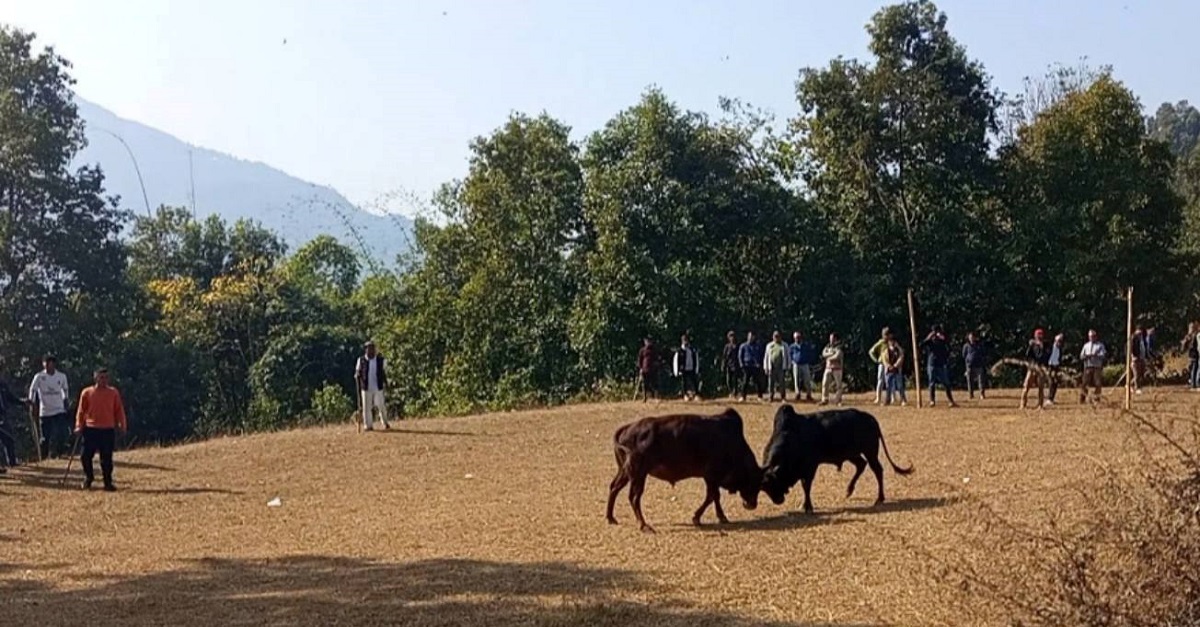 गोरु जुधाइ प्रतियोगिता सम्पन्न,प्रथम हुने गोरुधनीलाई १५ हजार प्रदान