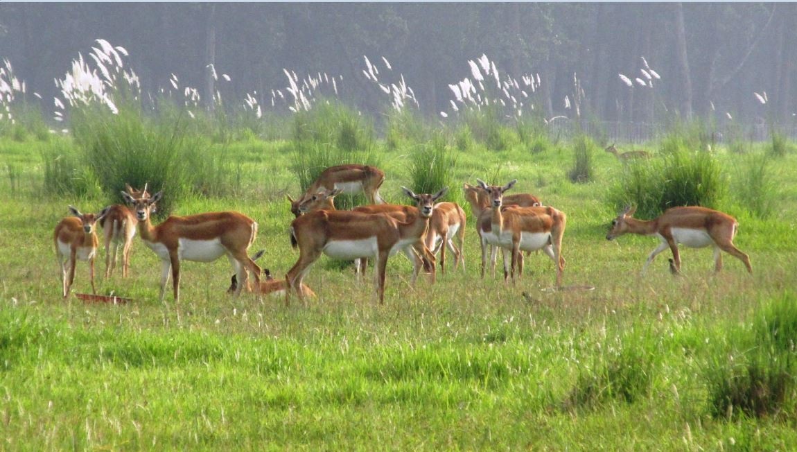 कृष्णसारको आहाराका लागि संरक्षण क्षेत्रभित्रै मौसमीखेती