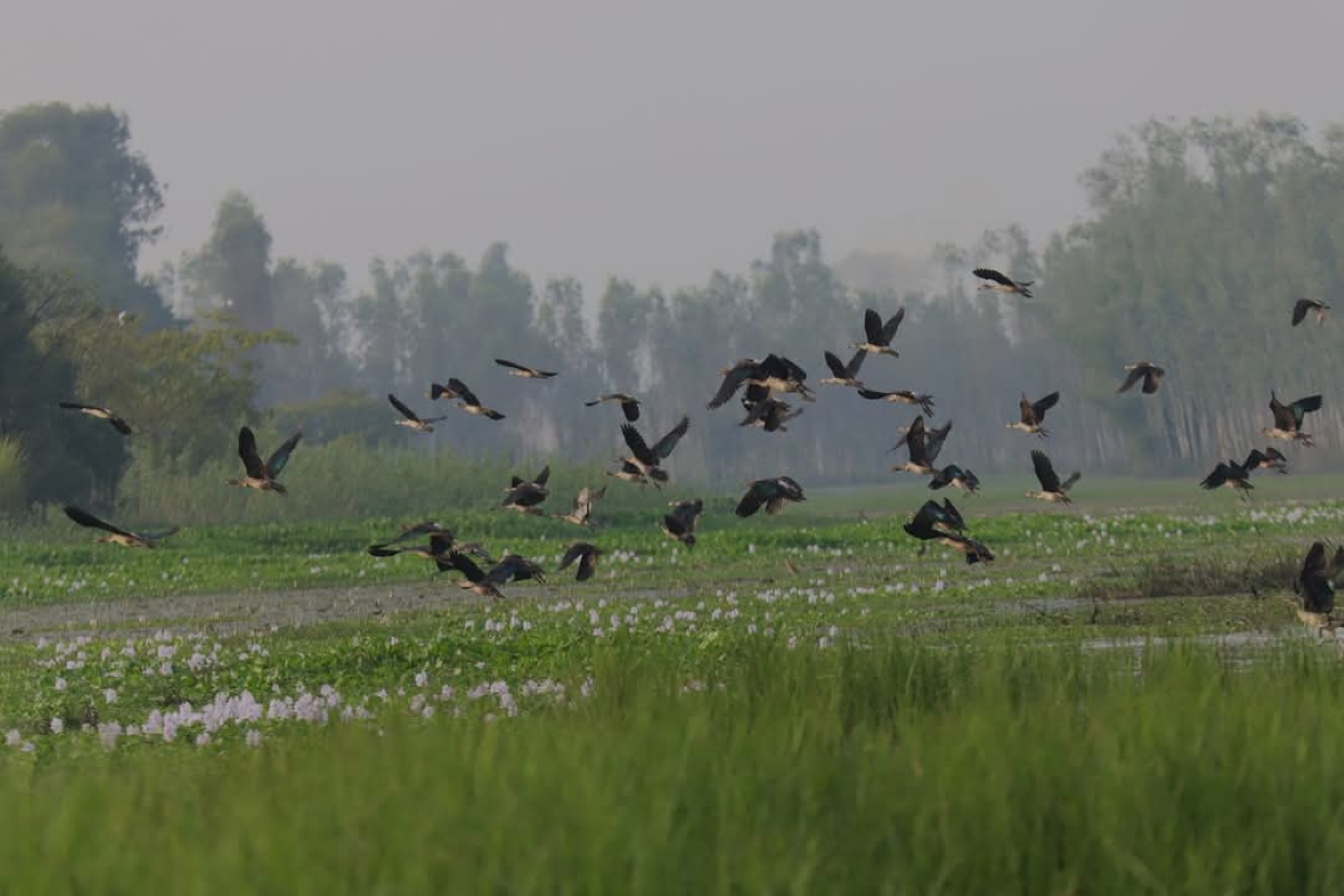 तालतलैयामा आगन्तुक चराको चहलपहल, जलपन्छी गणना सुरु