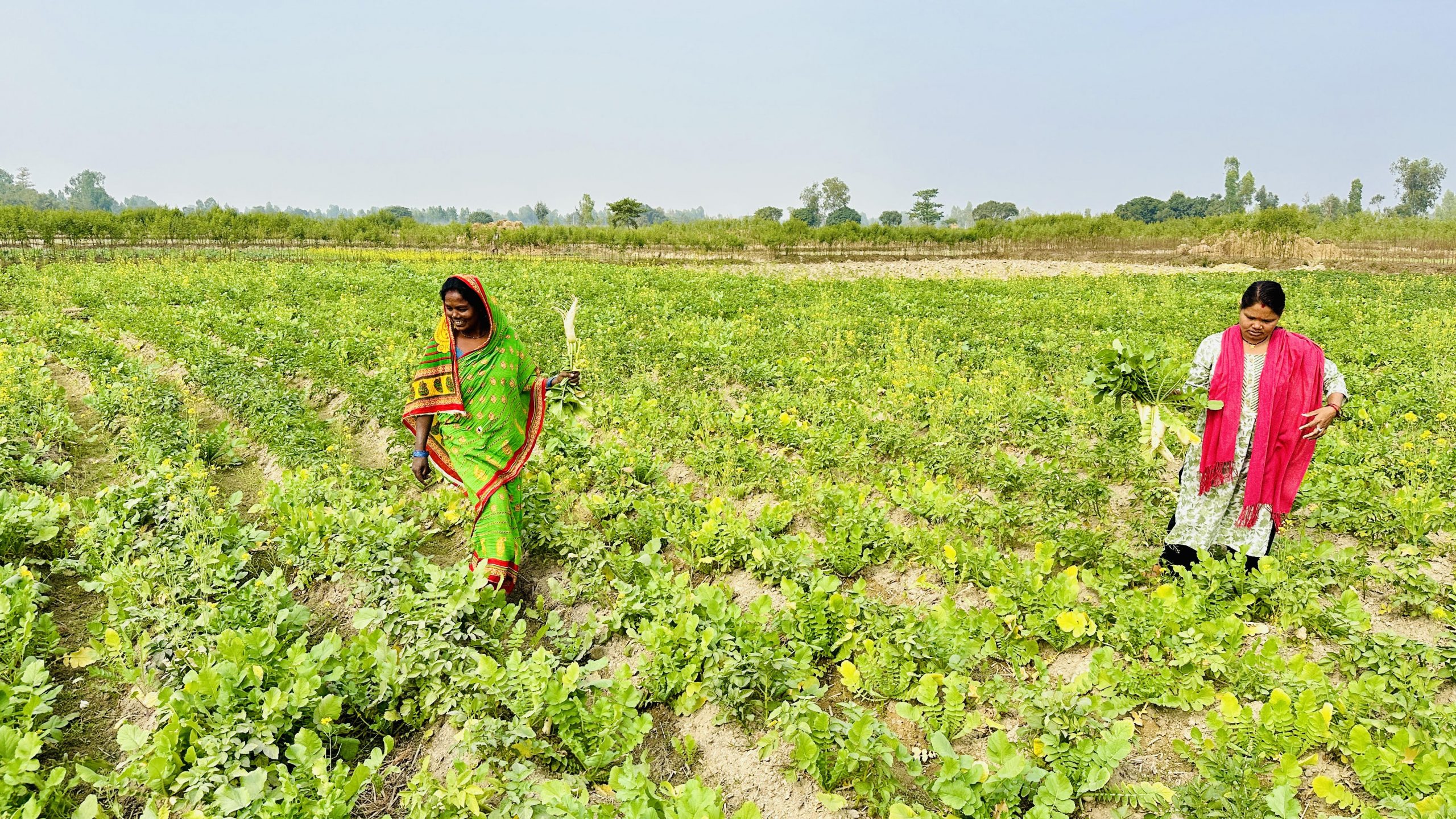 सामूहिक खेती गरी आत्मनिर्भर बन्दै सिसवोनीका दलित महिला