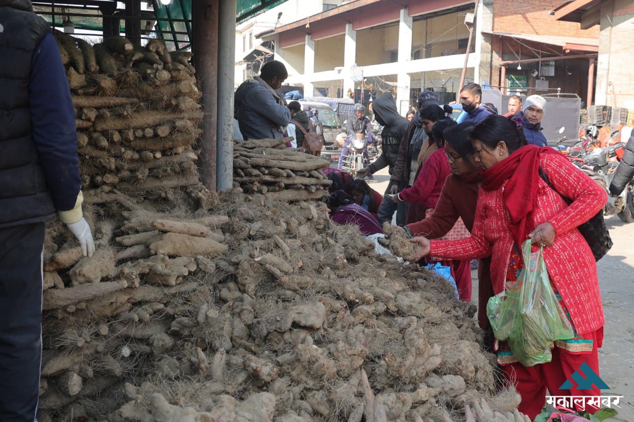 काठमाडौँमा भित्रिन थाले तरुल (तस्बिरहरू)