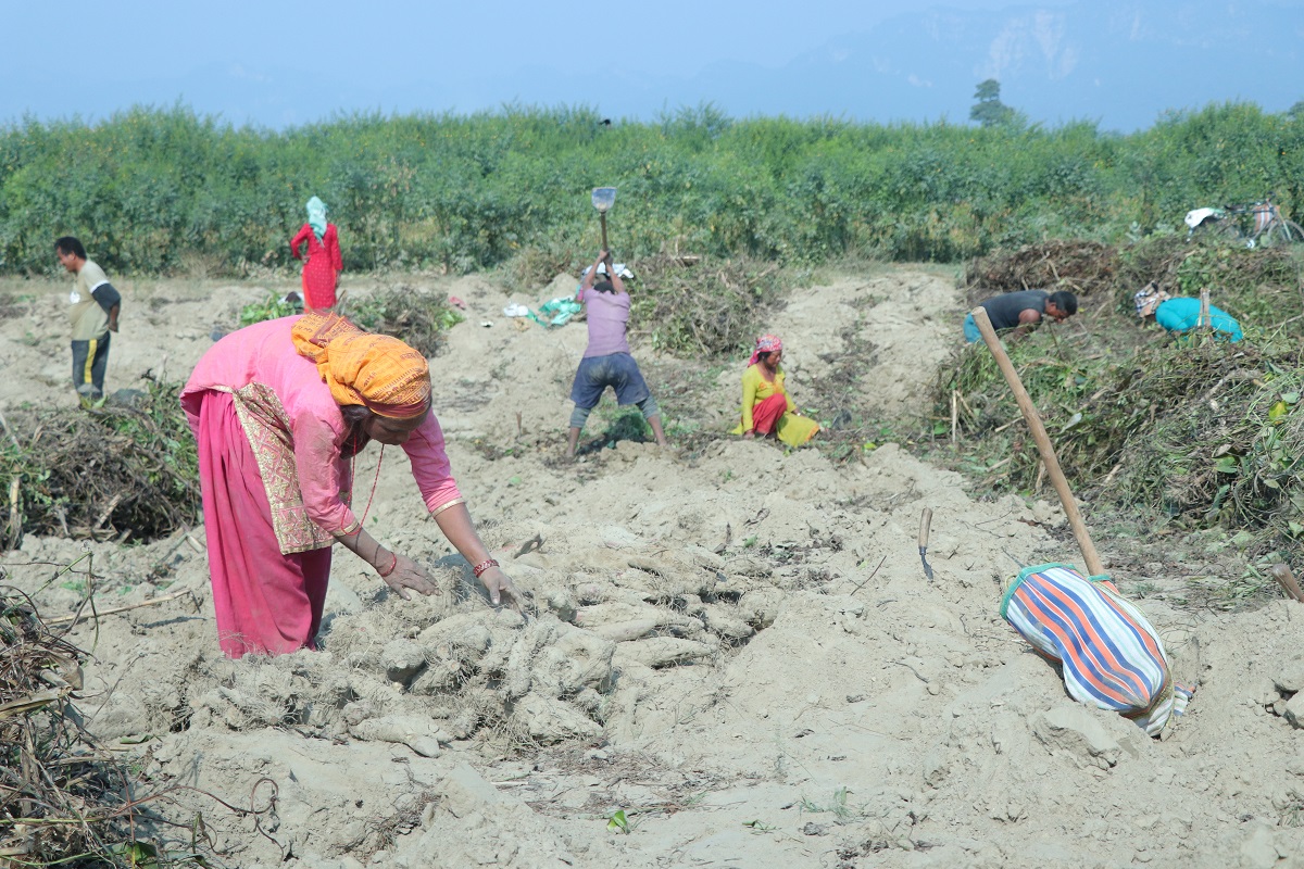 माघेसङ्क्रान्ति नजिकिएसँगै किसानलाई तरुल खन्न भ्याइनभ्याइ