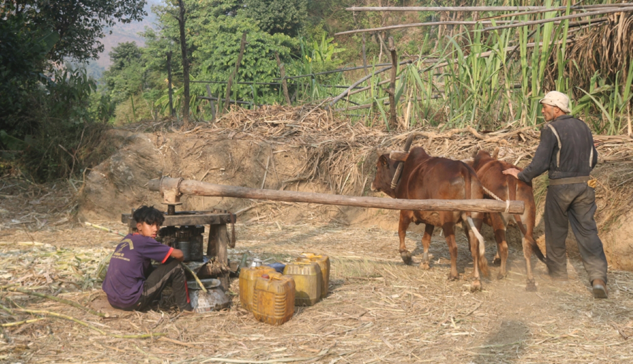 पिप्लेबेंसीमा सक्खर उत्पादन