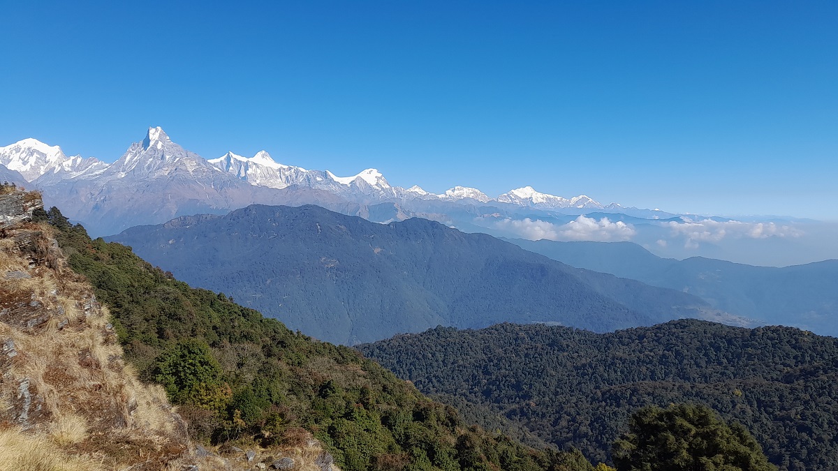 पर्वतबाट बहुमूल्य जडीबुटीको चोरी निकासी बढ्दो