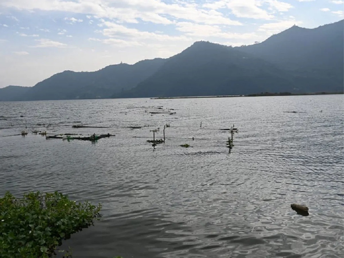 पोखराका तालहरूमा ५३ प्रजातिका जलपंक्षी